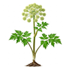 ანგელოზა (Angelica archangelica)