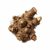 ანწლის ფესვი, სამკურნალო მცენარე