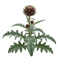 არტიშოკის ფოთლები და ყვავილედი