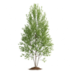 არყი (Betula spp.)