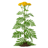 ასფურცელა (Tanacetum vulgare)