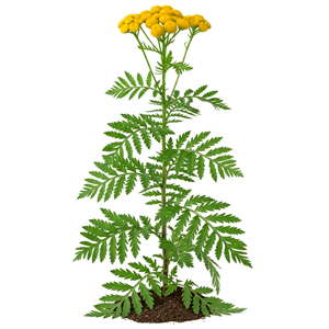 ასფურცელა (Tanacetum vulgare)