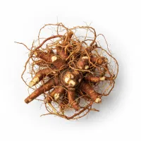 ასკილის ფესვის გამოსახულება