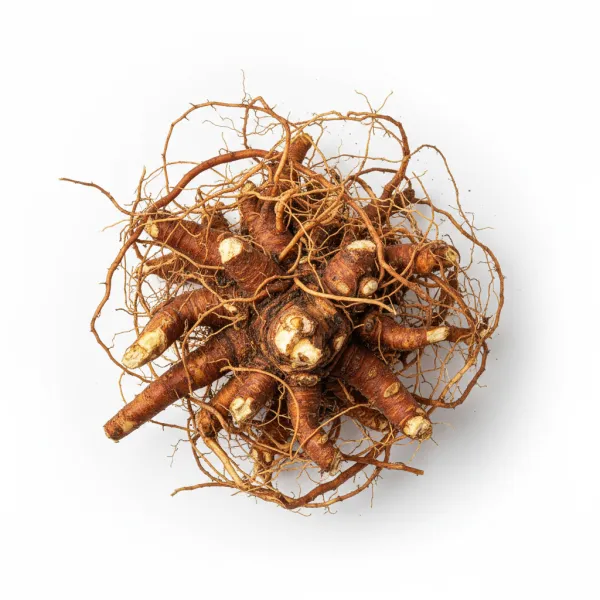 ასკილის ფესვი