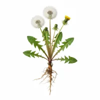 ბაბუაწვერა (Taraxacum officinale)