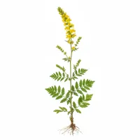 ბირკავას მცენარის ყვავილები და ფოთლები, Agrimonia eupatoria