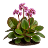 ჩაგირი (Bergenia crassifolia)