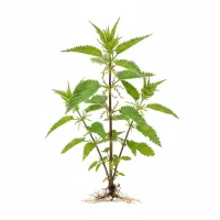 ჭინჭრის ფოთლები და ღეროები