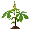 ცხენისწაბლა (Aesculus hippocastanum)