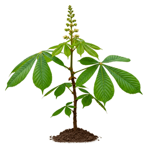 ცხენისწაბლა (Aesculus hippocastanum)