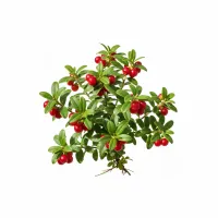 დათვის კენკრის ფოთლები