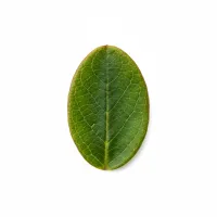 დათვის კენკრას ფოთოლი ჩაისთვის