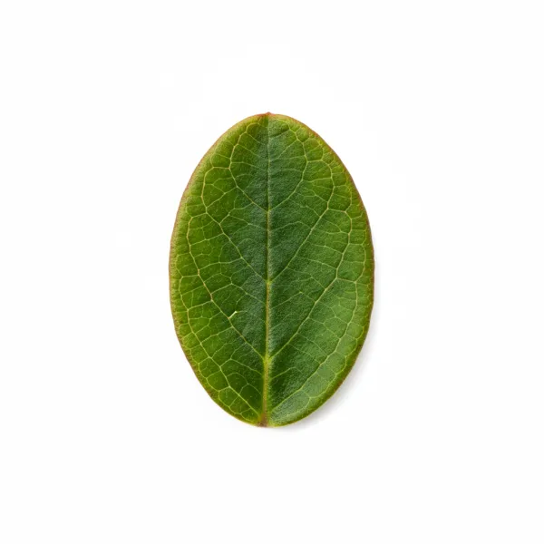 დათვის კენკრას ფოთოლი