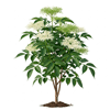 დიდგულა (Sambucus nigra)
