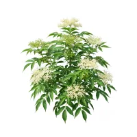 დიდგულას ყვავილები და მწიფე კენკრა