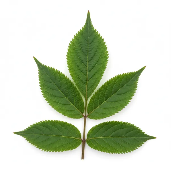 დიდგულას ფოთოლი