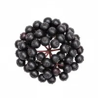 დიდგულას ნაყოფი - მუქი ფერის კენკრა