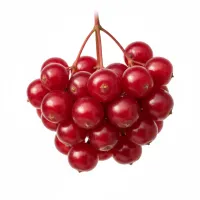 ძახველის წითელი ნაყოფი სამკურნალო მიზნებისთვის