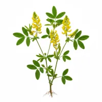 ძიძო მცენარე, Melilotus officinalis ყვავილები