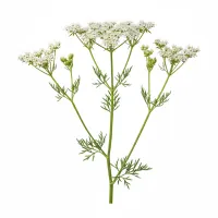 ძირას ნაყოფი და ყვავილები