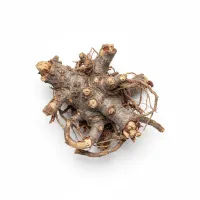 ელეუტეროკოკის ფესვი