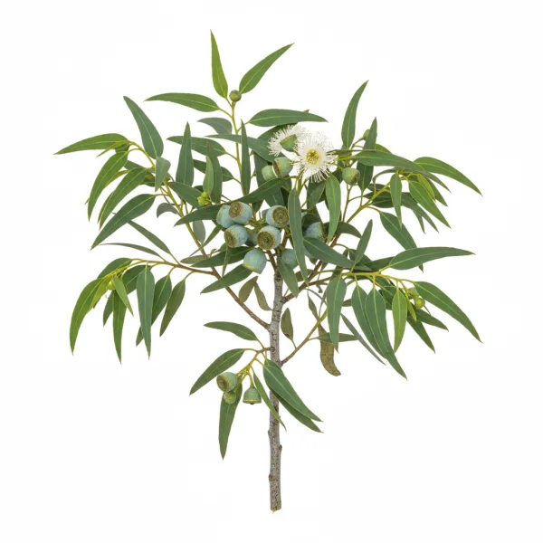 ევკალიპტი