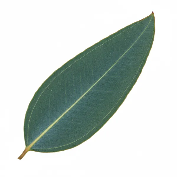 ევკალიპტის ფოთოლი