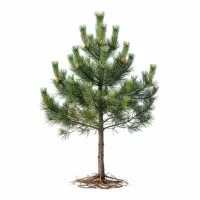 ფიჭვის ხე და მისი გირჩები