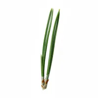 ფიჭვის წიწვები, სამკურნალო მცენარე, Pinus sylvestris needles