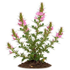 ფშნის ეკალი (Ononis spinosa)
