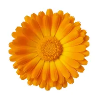 გულყვითელას ყვავილის გამხმარი ნედლეული ჩაისთვის ან ნაყენისთვის