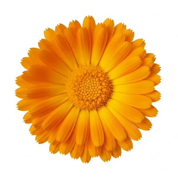 გულყვითელას ყვავილი