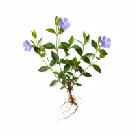 გველის სუროს ყვავილები და ფოთლები