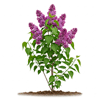 იასამანი (Syringa vulgaris)