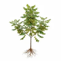 იფნის ხე, ფოთლები და ყვავილები