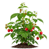ჟოლო (Rubus idaeus)
