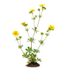 კალგანი მარწყვა-ბალახი (Potentilla erecta)