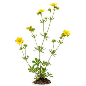 კალგანი მარწყვა-ბალახი (Potentilla erecta)