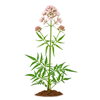 კატაბალახა (Valeriana officinalis)