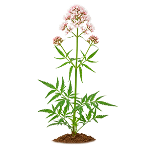 კატაბალახა (Valeriana officinalis)