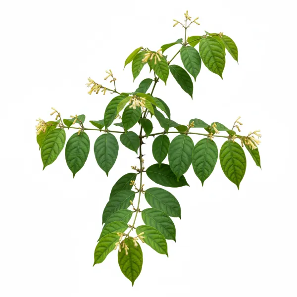 კატის ბრჭყალა