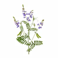 ხბოშუბლა - Galega officinalis მცენარის გამოსახულება