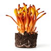 კორდიცეფსი (Cordyceps spp.)