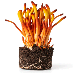 კორდიცეფსი (Cordyceps spp.)