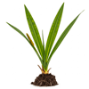 კოთხუჯი (Acorus calamus)
