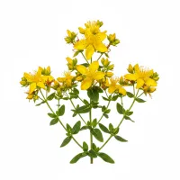 კრაზანას ყვავილები და ფოთლები სამკურნალო მცენარე