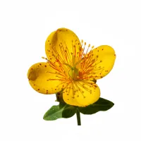 კრაზანას ყვავილი ბუნებაში