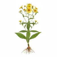 კულმუხოს მცენარე, Elecampane, Inula helenium