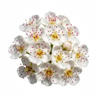 კუნელის ყვავილი – სამკურნალო მცენარე, Crataegi flos