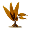 ლამინარია (Laminaria spp.)